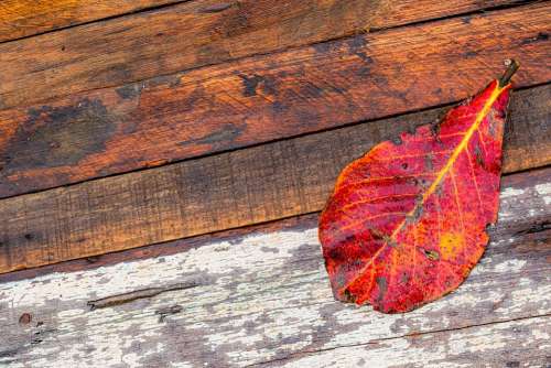 Leaf Wood Texture Background Red Pattern Surface