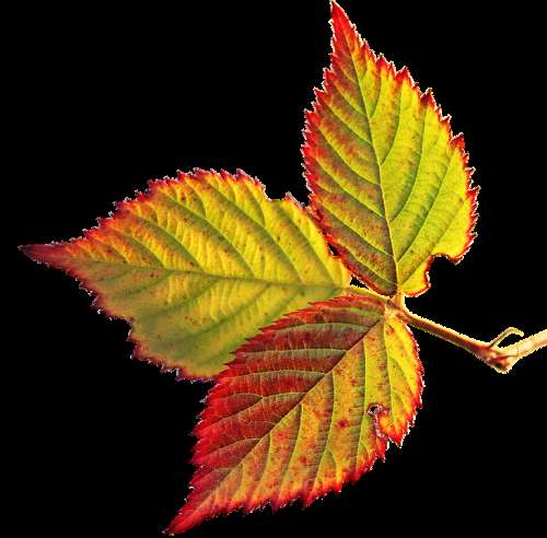 Leaf Autumn Blackberry Cut Out Isolated Garden