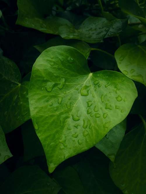 Leaf Heart Contrast Green Plant Garden Nature