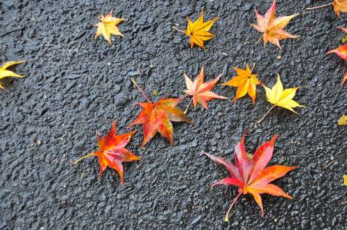 Leaf Fall Season Tree Colorful Forest Nature