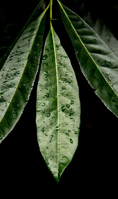 Leaf Green Rain Forest Wild Wet Rain Native