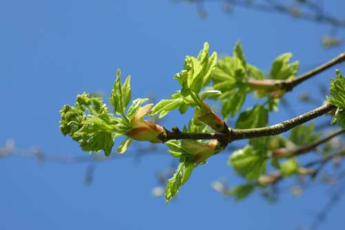 Leafs Sky Blue Green Nature Spring Maple Plant