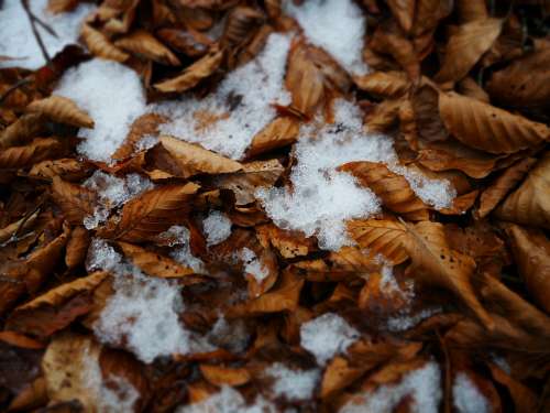 Leaves Ice Snow Cold Nature Winter Frost Leaf