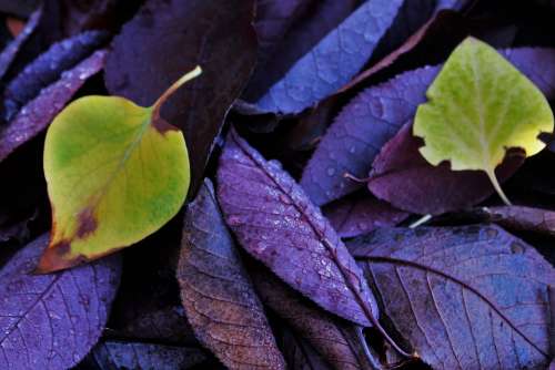 Leaves Green Purple Colorful Nature