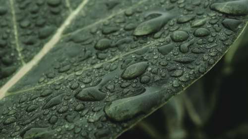 Leaves Wet Rain Close Up Leaf Vein Water Drops