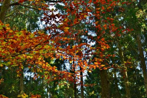 Leaves Autumn Fall Colors Forest Nature Colorful