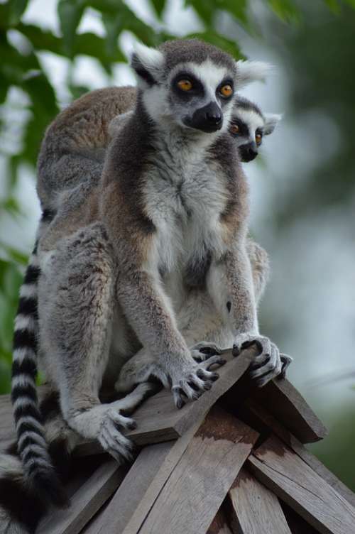Lemur Mom Baby Back Climb Roof Fur Eyes Animals