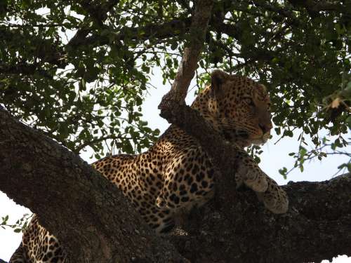 Leopard Tanzania Serengeti Feline Africa Wildlife