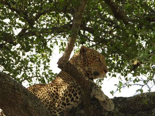 Leopard Tanzania Serengeti Feline Africa Wildlife
