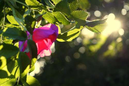 Light Sunbeam Rose Hip Leaves Sun Forest Mood