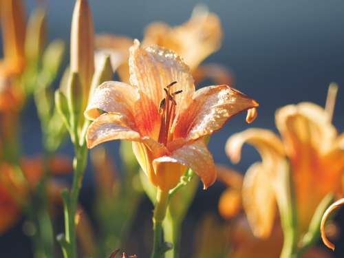 Lila Orange Flower Summer