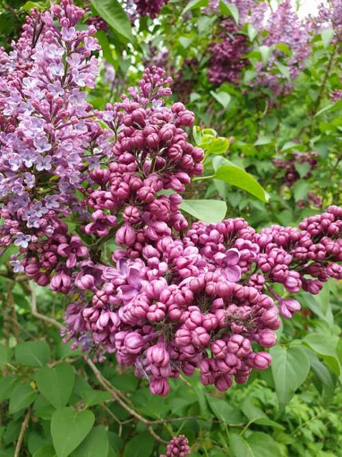 Lilac Garden Spring Purple Plant Nature