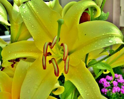 Lilies Yellow Blossom Bloom Raindrop Water Bloom