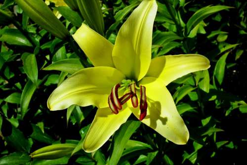 Lily Yellow Flower Summer Garden Blossoming