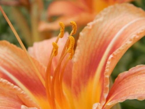 Lily Flower Close-Up Bar Garden