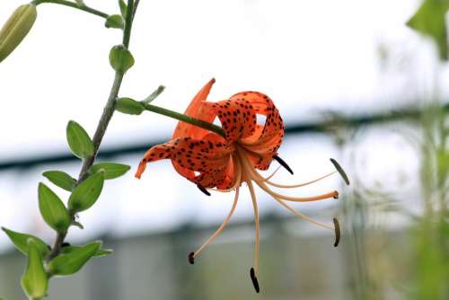 Lily Lilium Lancifolium Summer Wildflower