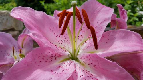 Lily Pink Garden Plant Close Up Bloom