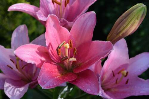 Lily Pink Red Blossom Bloom Nature Flower