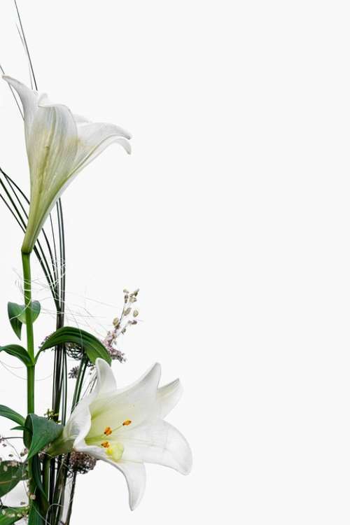 Lily Orchid White Flower Blossom Bloom Background