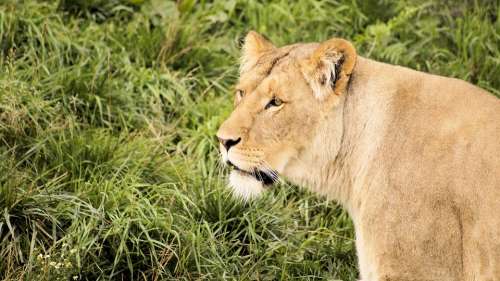 Lion Grass Glance Animal Mammal Nature Carnivore