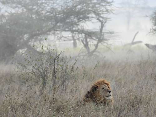 Lion Serengeti Africa Tanzania Wild Feline Nature