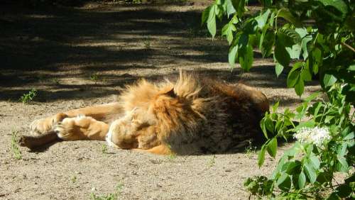 Lion Sleep Relax Állatportré Lazy Mammal Fur Coat