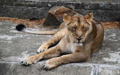 Lioness Animal Cat Feline Nature Large Wild Zoo