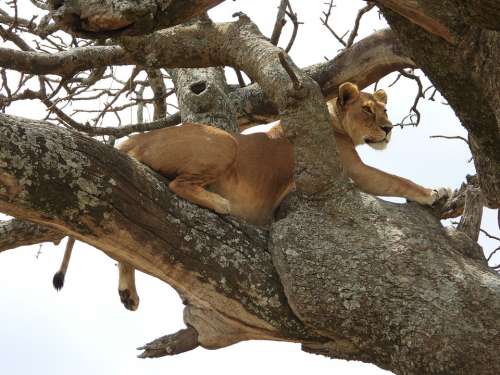 Lioness Tree Serengeti Africa Tanzania Wild