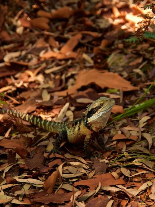 Lizard Reptile Animal Green Nature Australia Wild