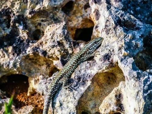 Lizard Reptile Insect Green Nature Colorful Œil