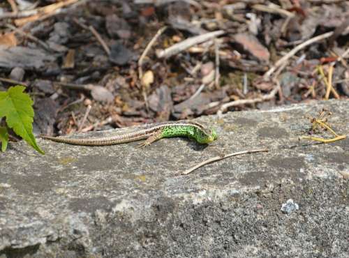 Lizard Green Reptile Animal Creature Nature