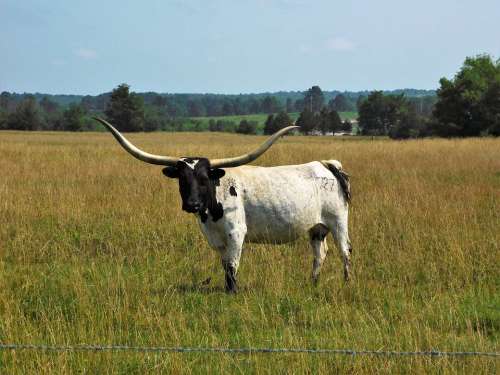 Longhorn Bovine Arkansas Livestock Cattle Western