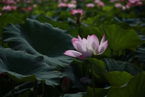 Lotus Flowers Water Lilies Meditation Nature