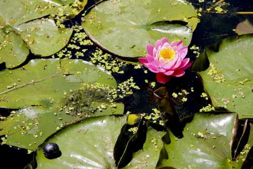 Lotus Lake Flower Pond Nature Bloom Pink Water