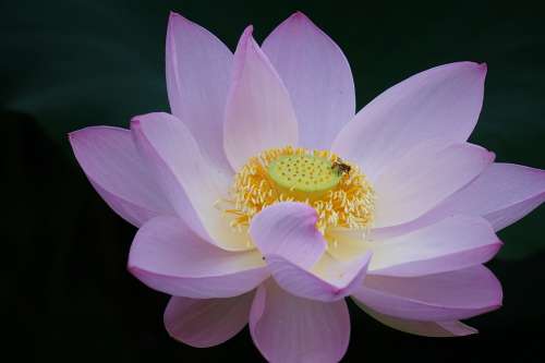 Lotus Summer Flowers Plants Water Lilies Bees