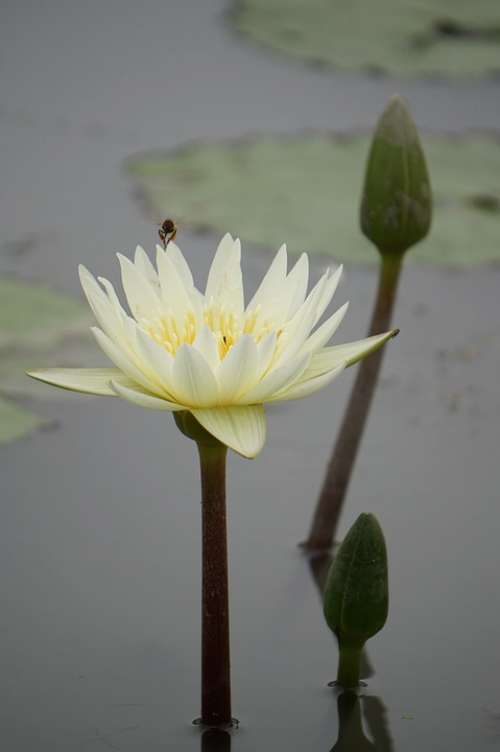Lotus Summer Flowers Plants Water Lilies Bees