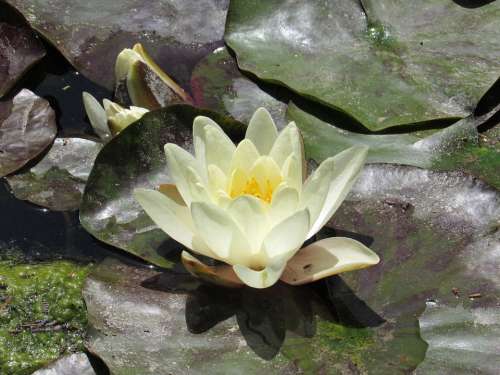 Lotus Flower Summer Water Still Water Aquatic Plant