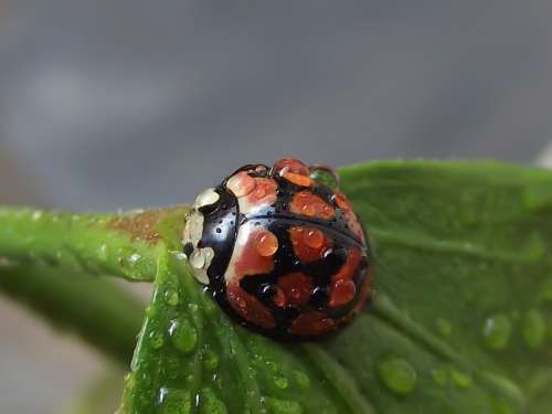 Lunate Ladybird Cheilomenes Lunata Ladybird Ladybug