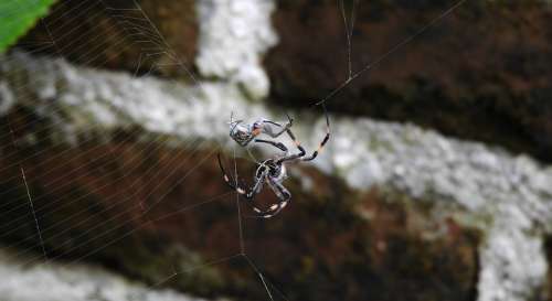 Macro Insect Arachnid Spider Sting Guatica