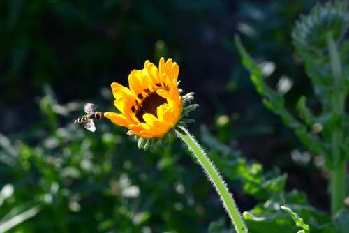 Magnificent Flame Hoverfly Garden Nature Close Up