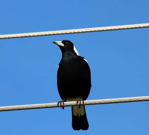 Magpie Bird Sitting Wires Perched Wildlife Nature