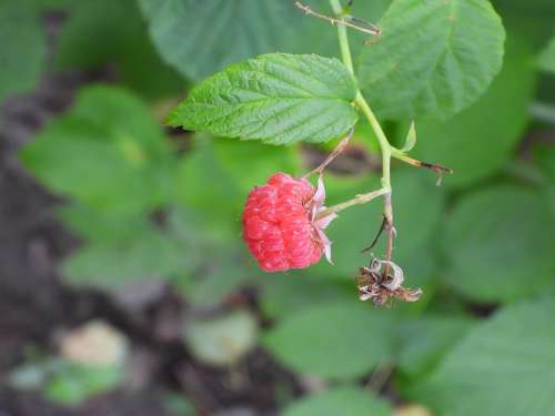 Malina Bush Fruit Raspberries Garden Summer