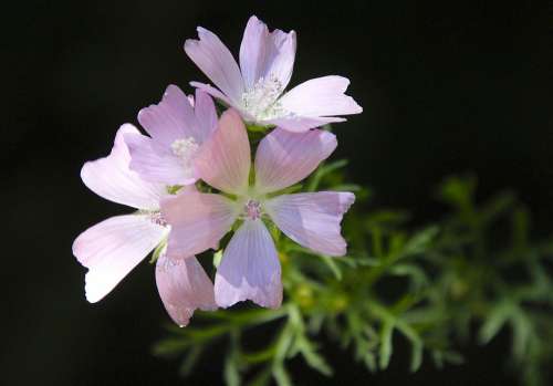 Mallow Flower Pink Blossom Bloom Plant Nature