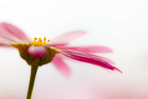 Marguerite Blossom Bloom Fragrant Tender Macro