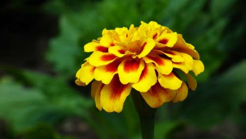 Marigold Flower Nature Garden Summer Closeup
