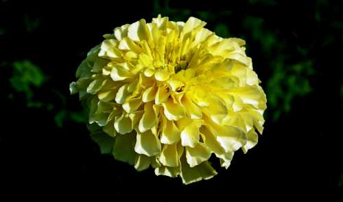 Marigold Flower Nature Garden Summer Closeup