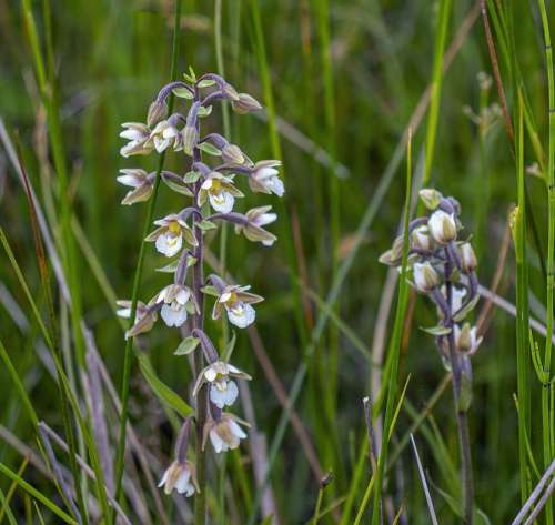 Marsh-Helleborine Orchid Summer Botany Petal