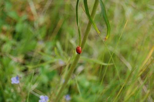 Mayowka Spring Ladybug Ladybird