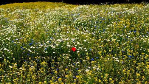 Meadow Spring Flowers Poppy Lonely Different
