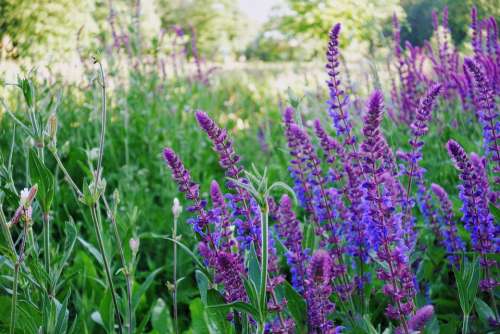 Meadow Flowers Flower Summer Spring Garden Grass